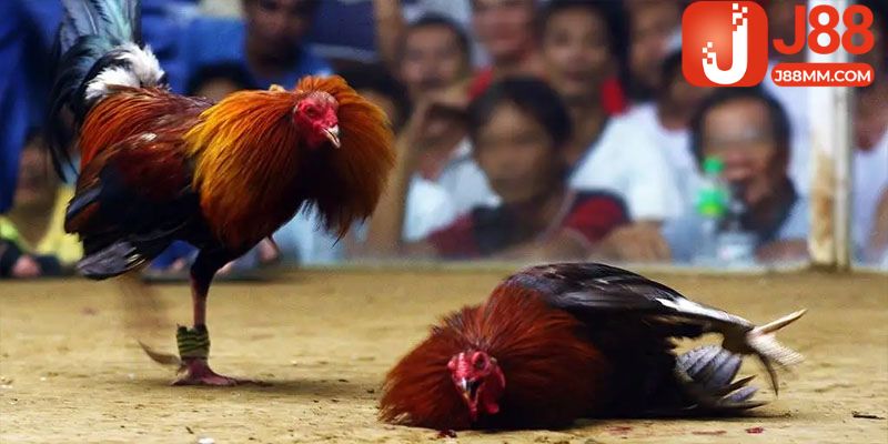 Luật chơi đá gà cơ bản tại đấu trường Thomo hiện nay Luật chơi đá gà cơ bản tại đấu trường Thomo hiện nay