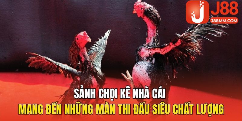 Sảnh chọi kê nhà cái mang đến những màn thi đấu siêu chất lượng Sảnh chọi kê nhà cái mang đến những màn thi đấu siêu chất lượng