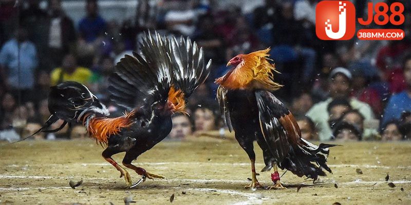 Ưu điểm nổi bật của dịch vụ đá gà đẳng cấp đến từ Thomo Ưu điểm nổi bật của dịch vụ đá gà đẳng cấp đến từ Thomo